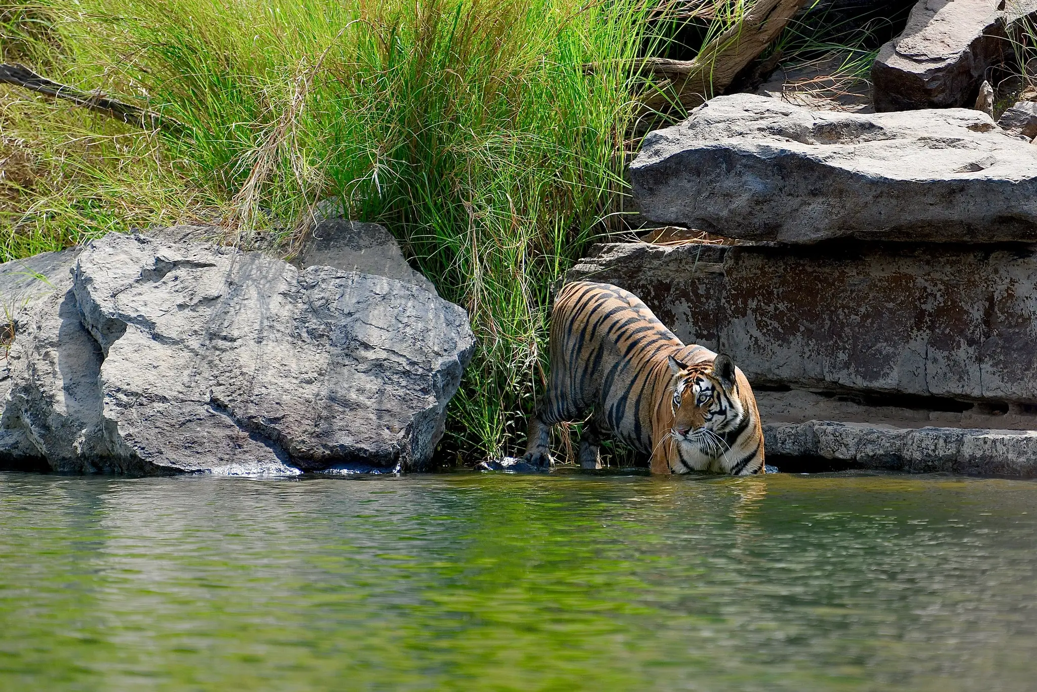 Panna Tiger Reserve Jungle Safari Tour Package